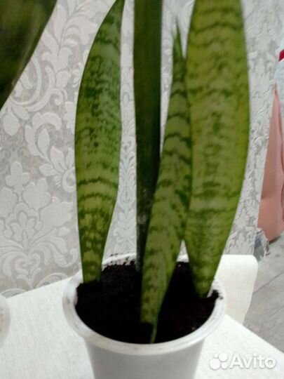 Комнатные растения