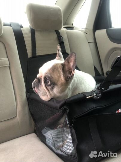 Зоотакси «PET-trip»