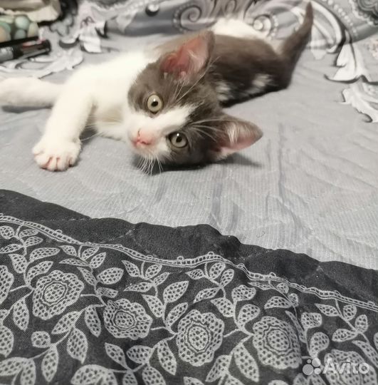 Отдам котёнка, мальчик