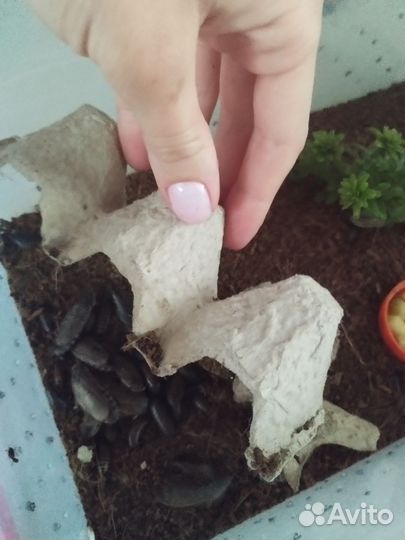 Кормовые тараканы живые