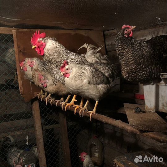 Борковская, китайская шелк., голошейка, бройлеры