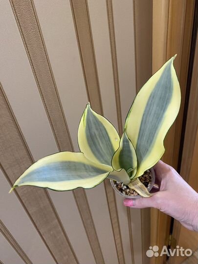 Сансевиерия