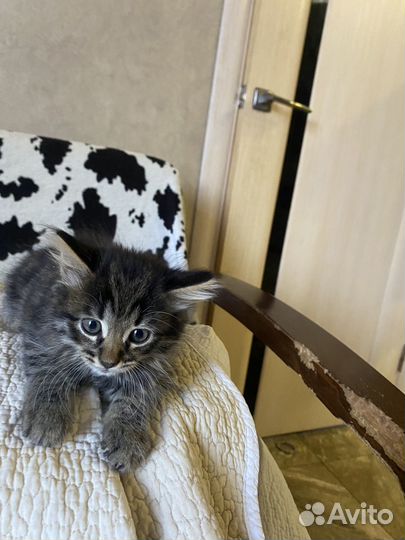 Котята в добрые руки мальчики 2 месяца