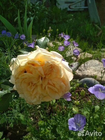 Роза трехлетка, лилия громофон