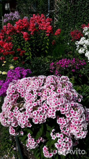 Флоксы сортовые. Флокс шиловидный