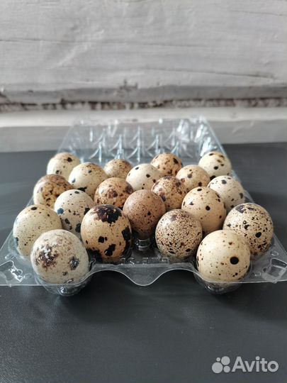 Домашние куриные яйца