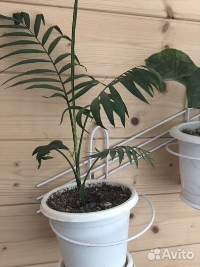 Продам цветы для Дома и Сада