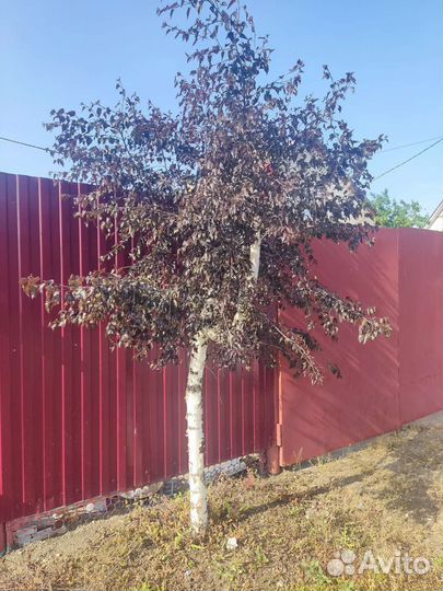 Берёза черная