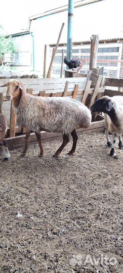 Курдючные бараны овцы