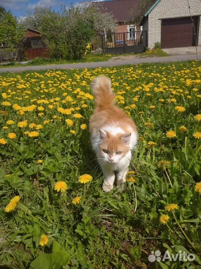 Ищу хозяина для шикарной кошки