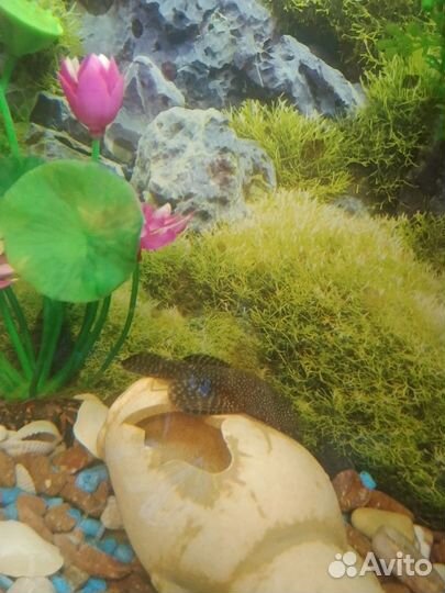 Аквариум с рыбками