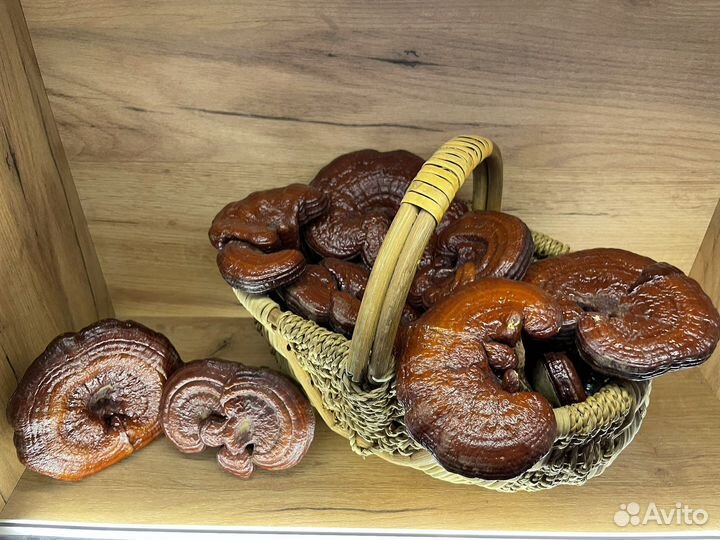 Рейши (трутовик лакированый / линчи)