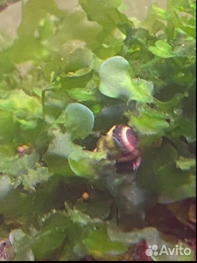 Хищная улитка Хелена 5 штук