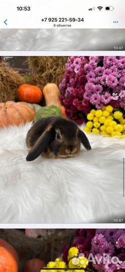 Карлики кролики ручные