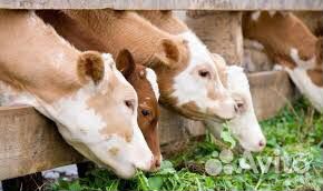 Требуется доярка, скотник