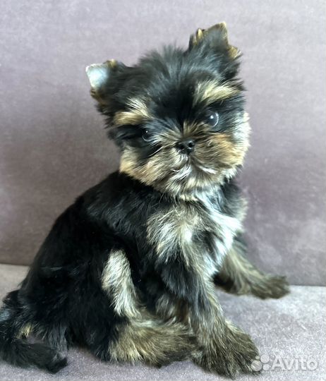 Монопородный питомник 