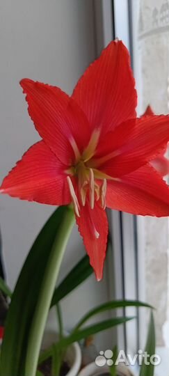 Гиппеаструм красный