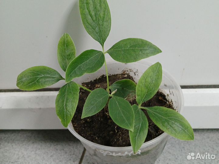 Клематис Балерина (саженцы)