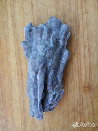 Коралл ископаемый