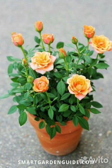 Грунт для розы 5 л