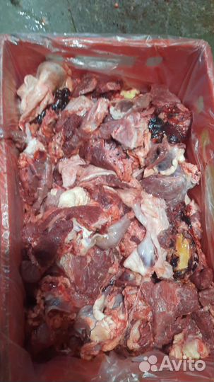 Собачья радость