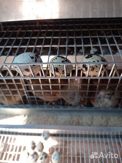 Яйца перепелиные домашние