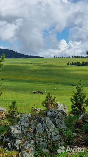 Эндуро туры Горный Алтай