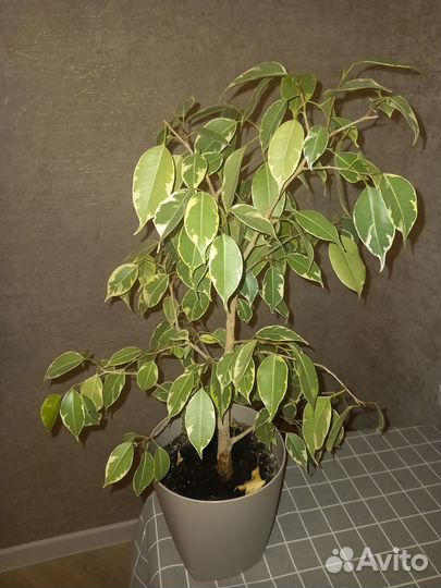 Фикус бенджамина