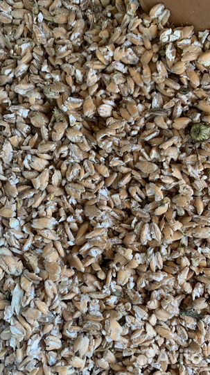 Пшеница дробленая