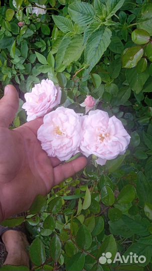 Роза плетистая