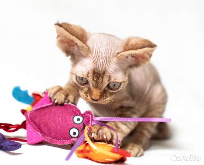 Котята девон-рекс