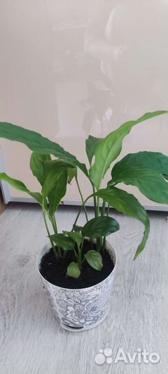 Спатифиллум