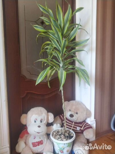 Драцена пальма