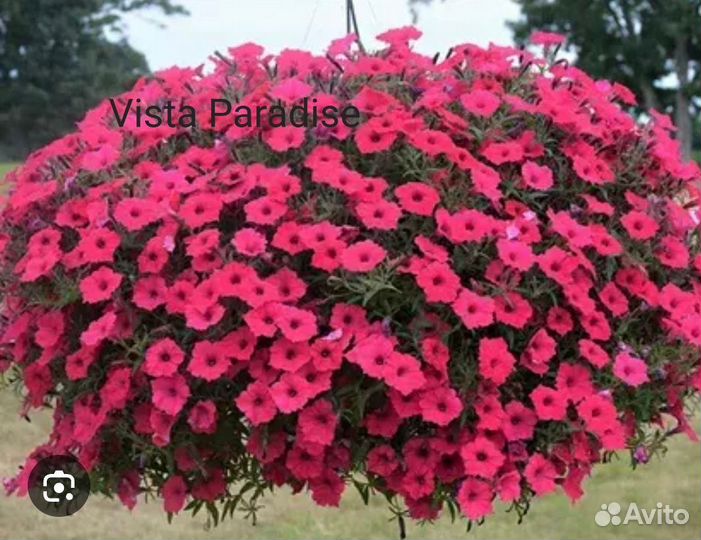 Вегетативная петуния и калибрахоа