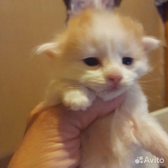 Котята в добрые руки,бронируйте