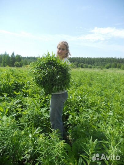 Иван-чай ферментированный