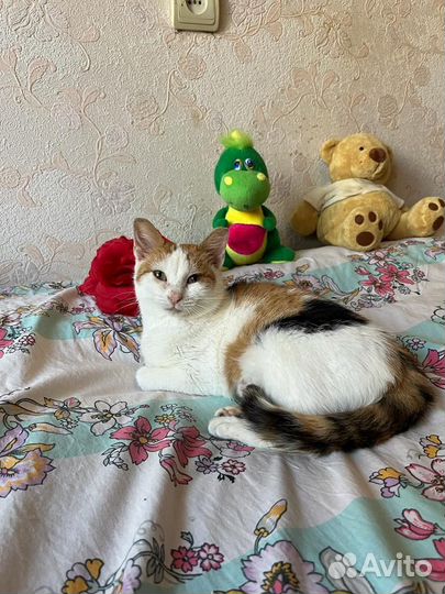Трёхцветная кошечка