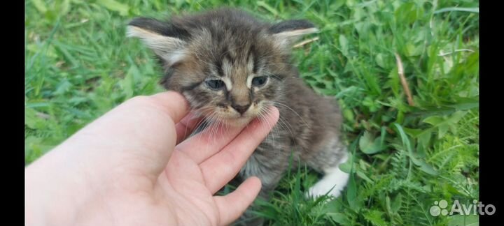 Пушистые котята