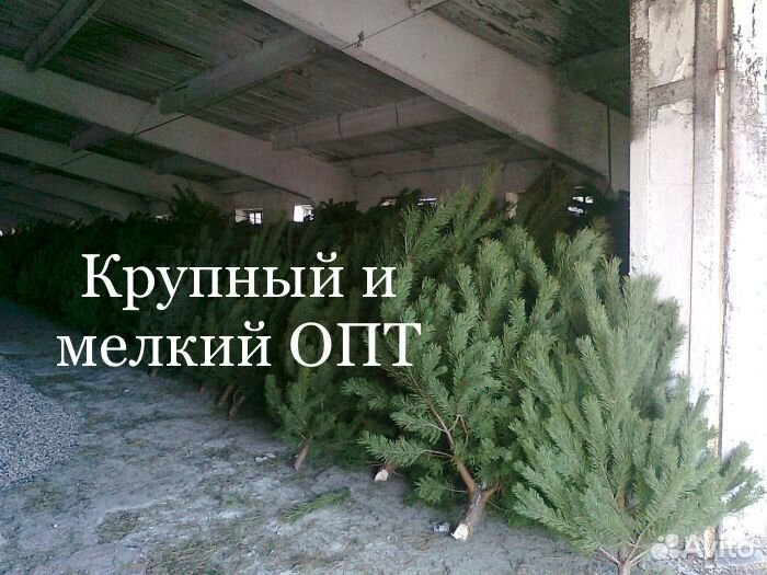 Сосна, Ёлка