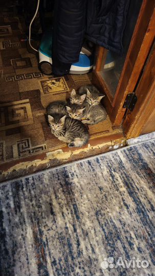 Отдам в добрые руки котят
