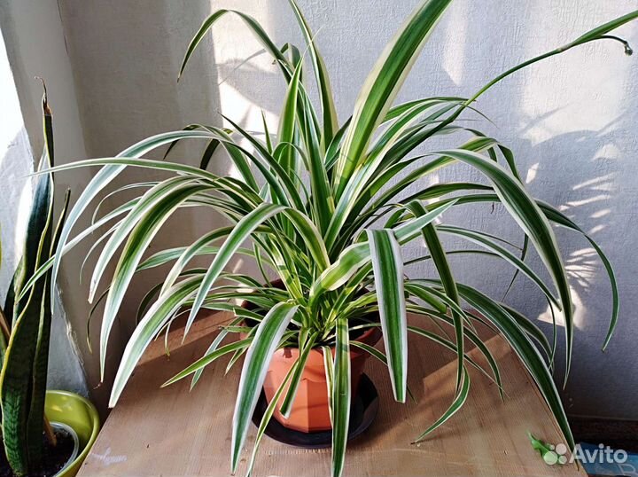 Хлорофитум хохлатый,кучеряаый и сциндапсус