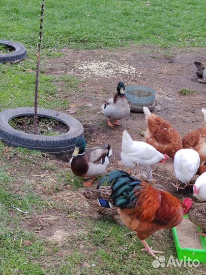 Утка кряква, подсадная