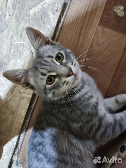 Котенок в добрые руки