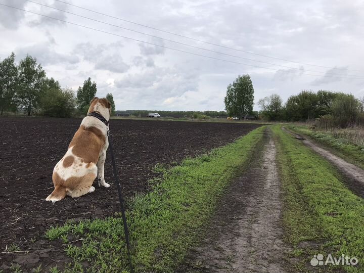 Вязка Алабай