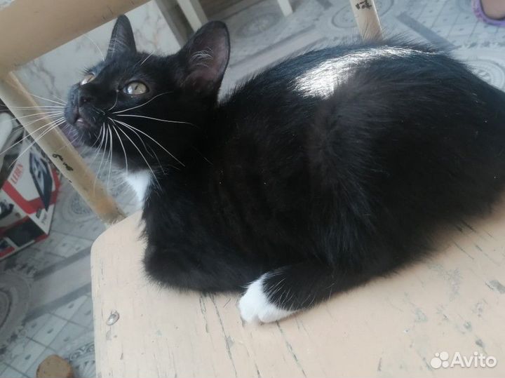Красавчики- котята
