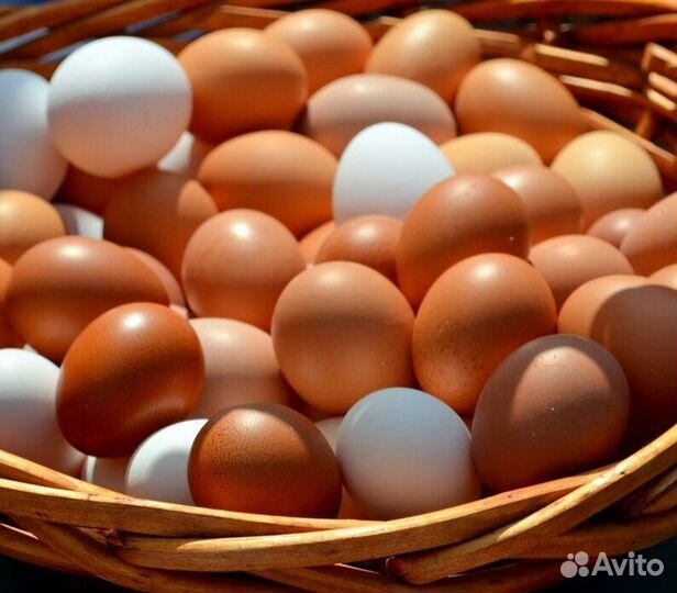 Инкубационное яйцо