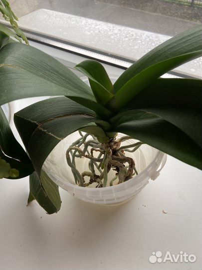 Фикус бенджамина