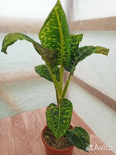 Диффенбахия Рефлектор