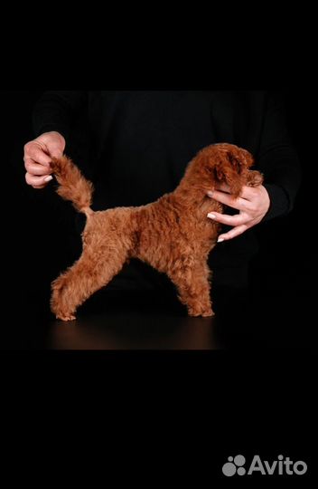 Щенки той пуделя красные РКФ