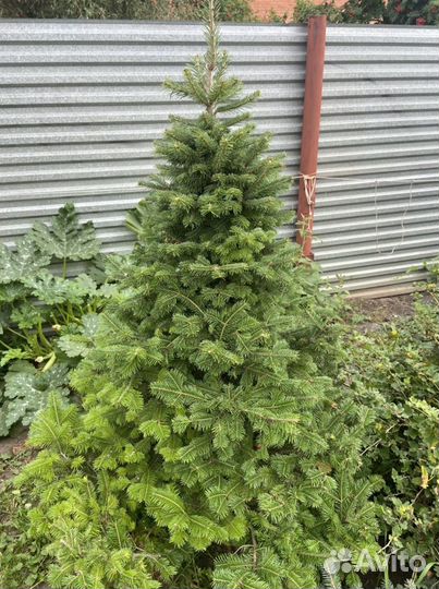 Пихта Кедр Ели Туи Качество VIP